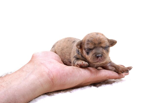 Cucciolo della chihuahua su bianco