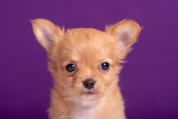 Cucciolo della chihuahua sulla porpora