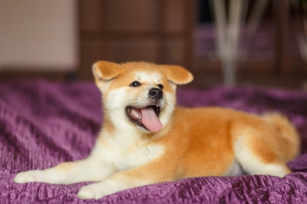 Cucciolo di akita inu bello