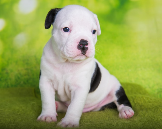 Cucciolo di American Bullies bianco su sfondo verde