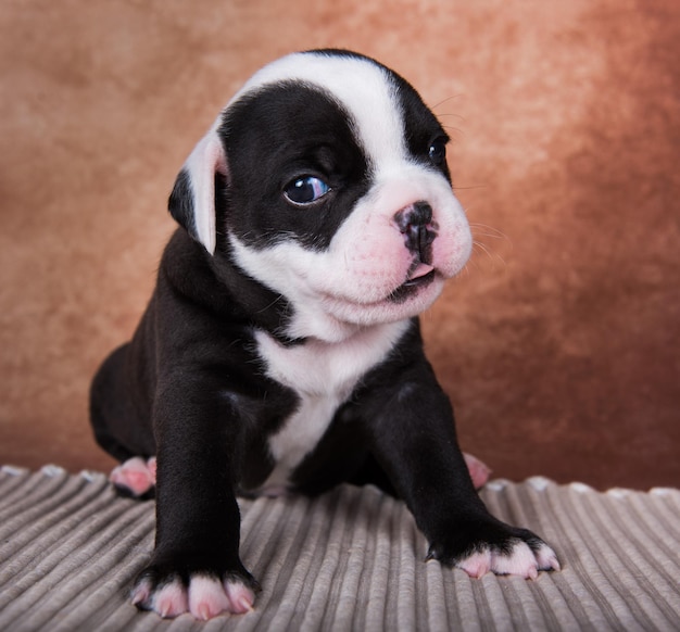 Cucciolo di American Bullies divertente su sfondo marrone