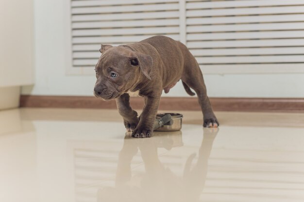 Cucciolo di American Bully mangiare