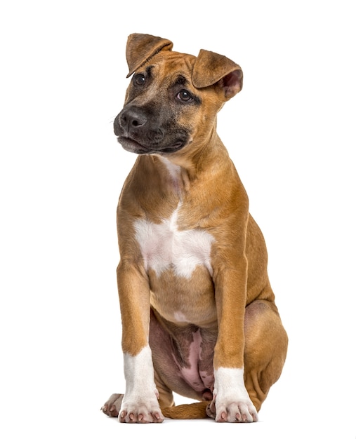 Cucciolo di American Staffordshire Terrier
