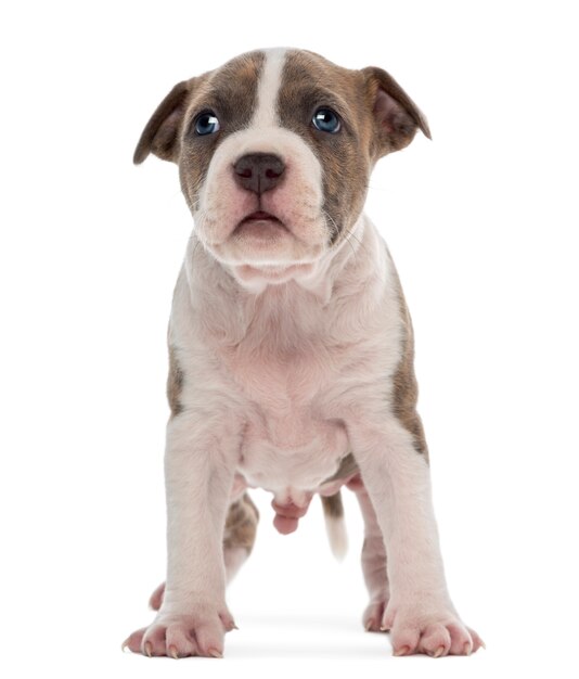 Cucciolo di American Staffordshire Terrier