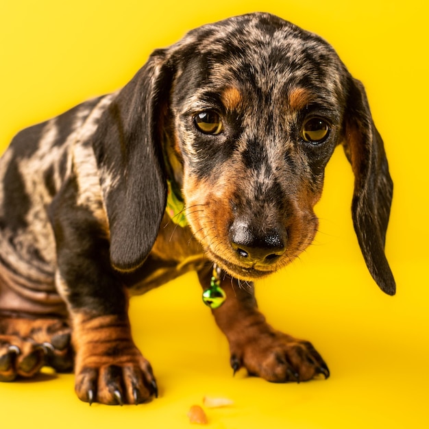 Cucciolo di bassotto domestico su sfondo giallo