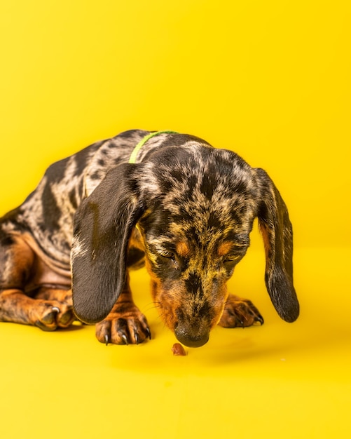 Cucciolo di bassotto domestico su sfondo giallo