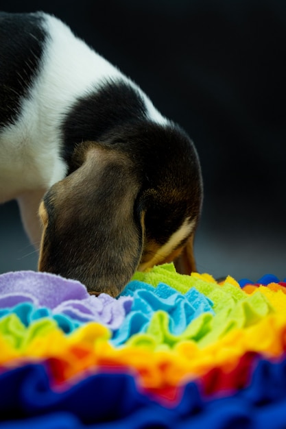 Cucciolo di Beagle alla ricerca di cibo sul tappetino per l'addestramento degli odori, immagine verticale con sfondo nero