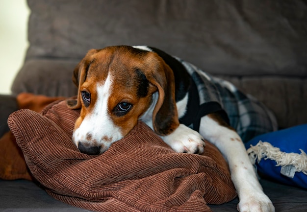 Cucciolo di beagle carino sul divano.