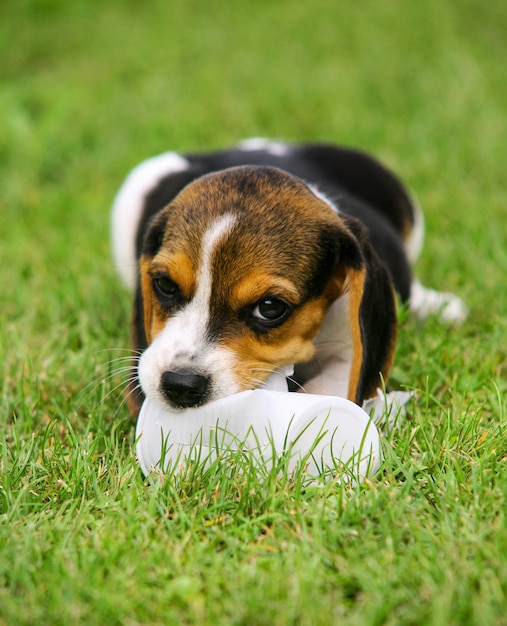 Cucciolo di Beagle carino