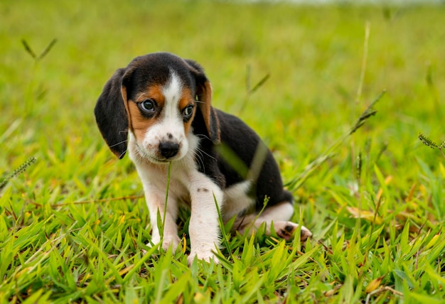 Cucciolo di Beagle in piedi sull'erba verde con la faccia triste.