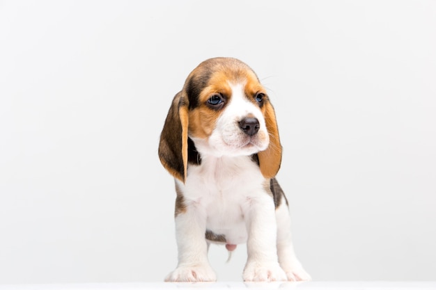 Cucciolo di Beagle in piedi sullo sfondo bianco