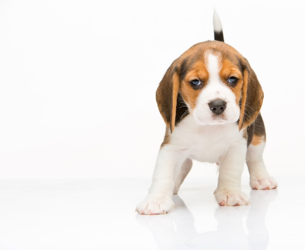 Cucciolo di Beagle in piedi sullo sfondo bianco