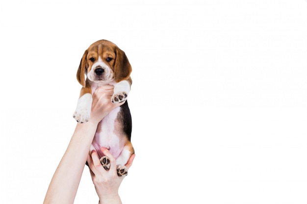 Cucciolo di Beagle nelle mani