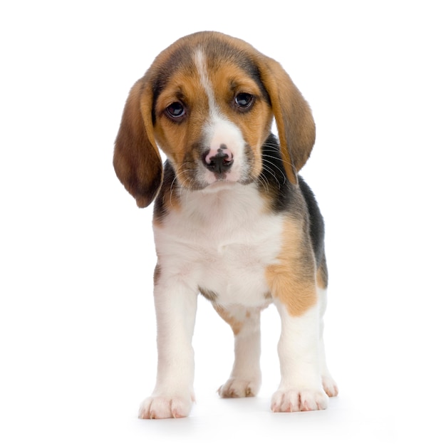 Cucciolo Di Beagle