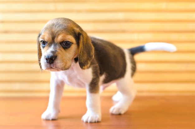 Cucciolo di Beagle