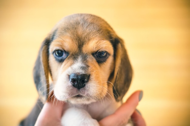 Cucciolo di Beagle