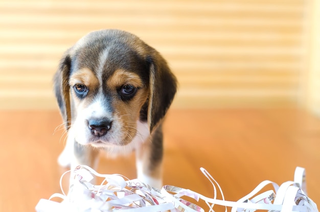 Cucciolo di Beagle