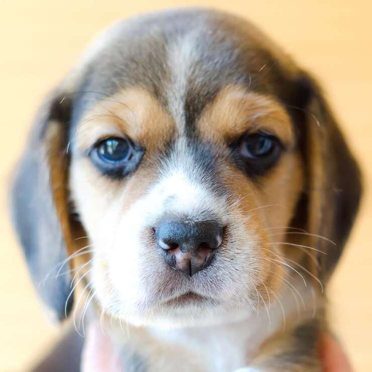 Cucciolo di Beagle