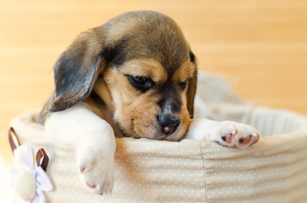 Cucciolo di Beagle