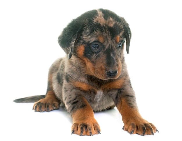 cucciolo di beauceron