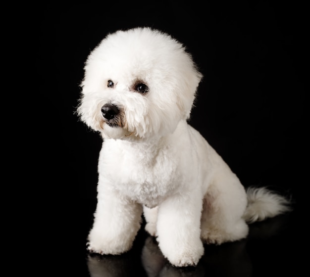 Cucciolo di Bichon Frise su sfondo nero