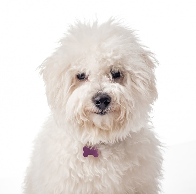 Cucciolo di Bichon Frise su una priorità bassa bianca