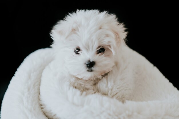 Cucciolo di Bichon maltese