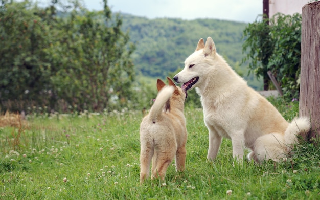 Cucciolo di Biege Laika che bighellona con il cane adulto