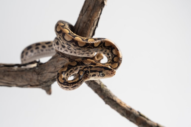 Cucciolo di boa constrictor su un ramo di legno su una superficie bianca