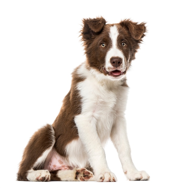 Cucciolo di Border Collie, isolato su bianco