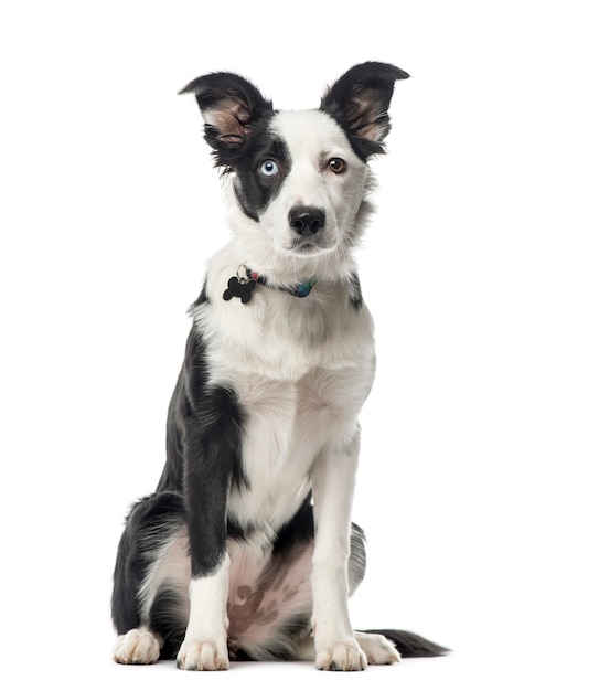 Cucciolo di Border Collie seduto, isolato su bianco