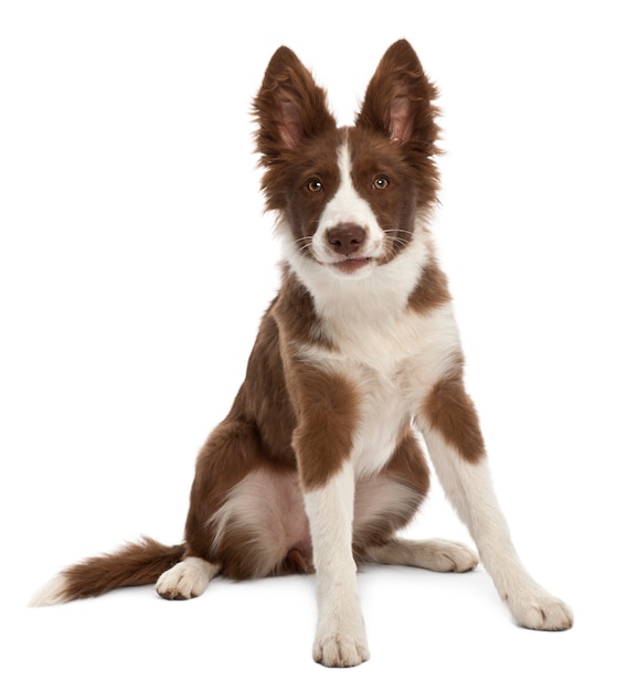 Cucciolo di border collie, seduto su sfondo bianco