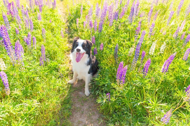 Cucciolo di border collie seduto sull'erba, fiore viola sullo sfondo