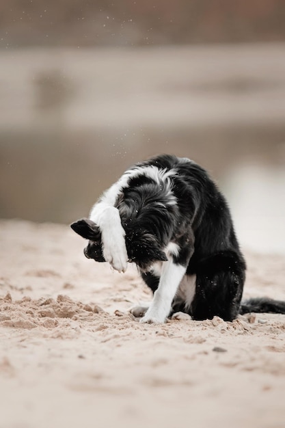 Cucciolo di Border Collie seduto sulla spiaggia