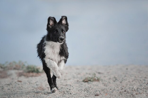 Cucciolo di border collie