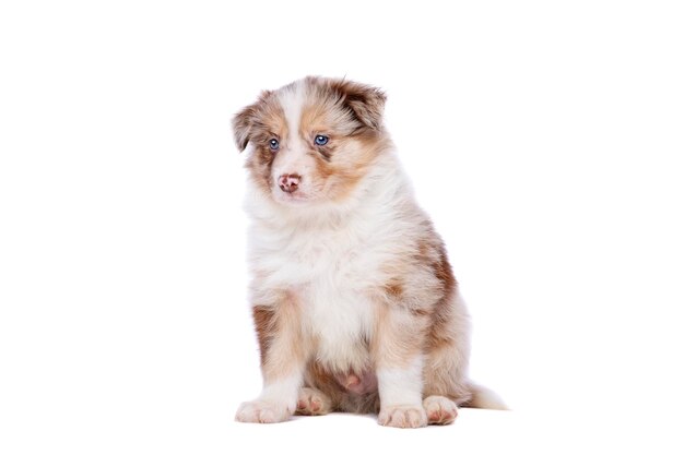 Cucciolo di border collie