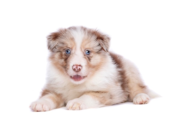 Cucciolo di border collie