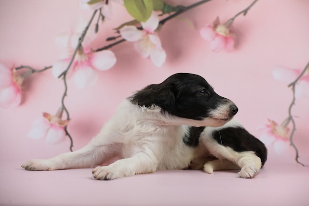 cucciolo di borzoi