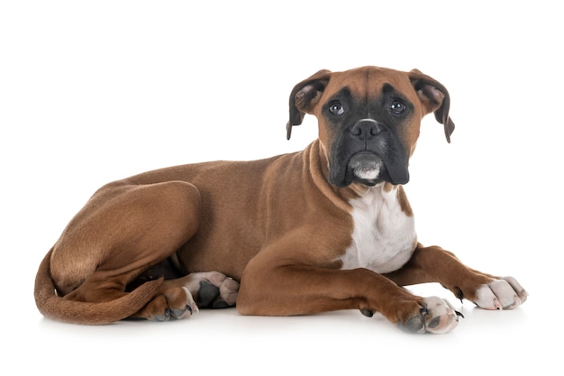 cucciolo di boxer in studio