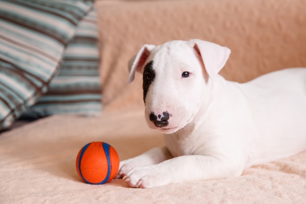 cucciolo di bull terrier bianco seduto sul divano