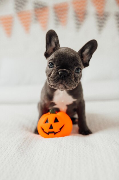 Cucciolo di bulldog francese blu adorabile divertente divertente con il giocattolo della zucca Jack alle vacanze di Halloween