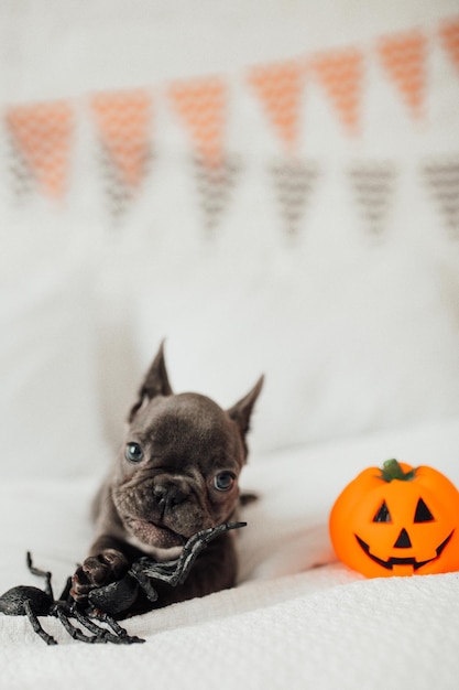 Cucciolo di bulldog francese blu carino adorabile divertente con zucca giocattolo Jack e ragni alla festa di Halloween