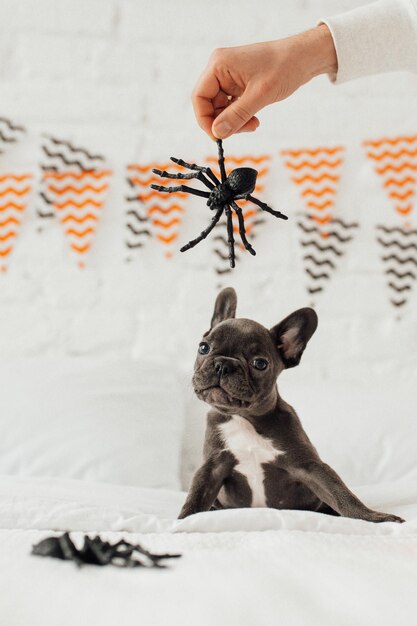 Cucciolo di bulldog francese blu carino adorabile divertente con zucca giocattolo Jack e ragni alla festa di Halloween
