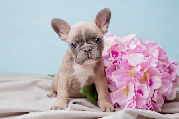 Cucciolo di bulldog francese con fiori di primavera su sfondo blu