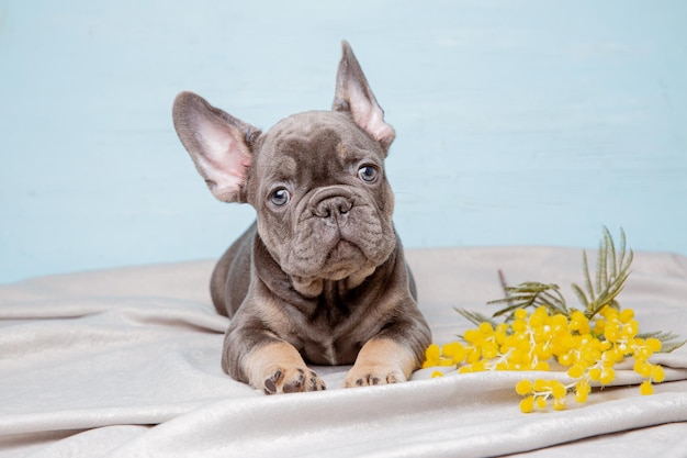 Cucciolo di bulldog francese con fiori di primavera su sfondo blu