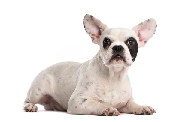 Cucciolo di bulldog francese davanti a un muro bianco