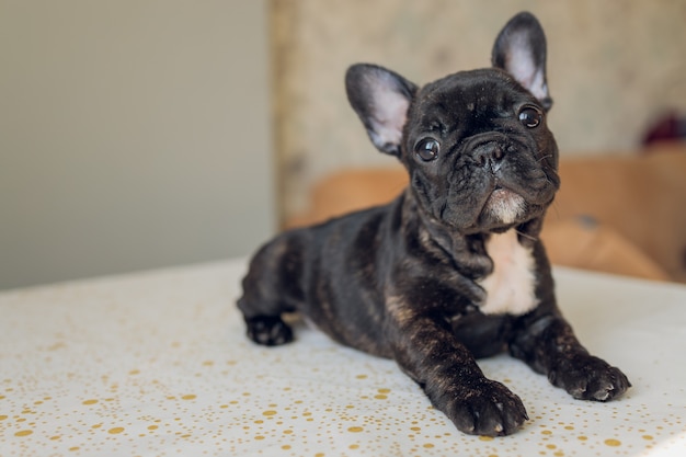 Cucciolo di bulldog francese fissando la telecamera.