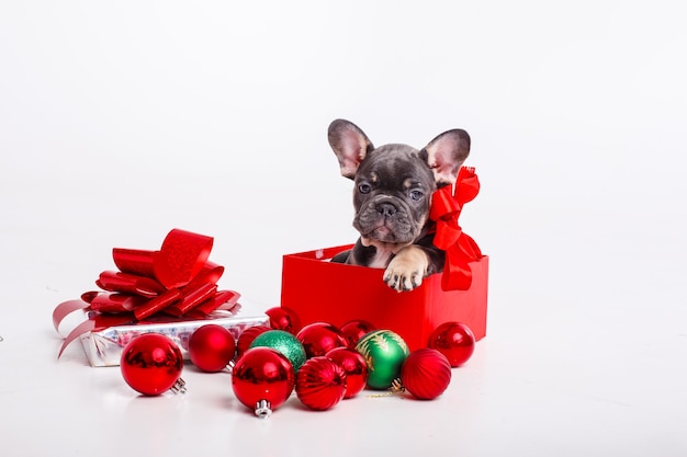 Cucciolo di bulldog francese in confezione regalo con palle di Natale isolato su bianco,