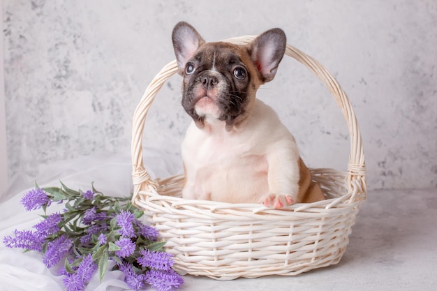 Cucciolo di bulldog francese in un cesto con fiori su sfondo bianco