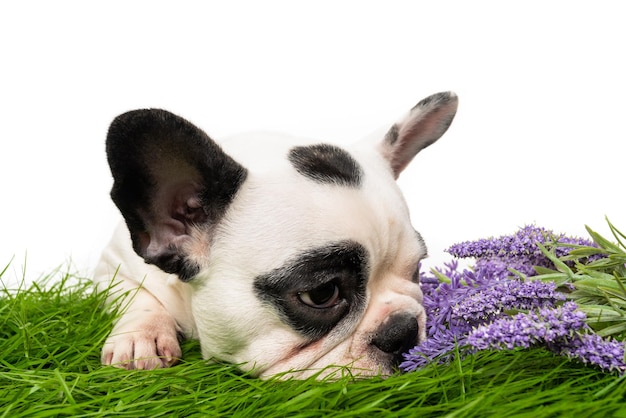 Cucciolo di bulldog francese isolato su bianco